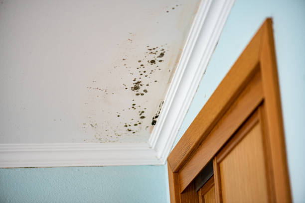 Best Health and Safety Mold Remediation in Tupelo, MS