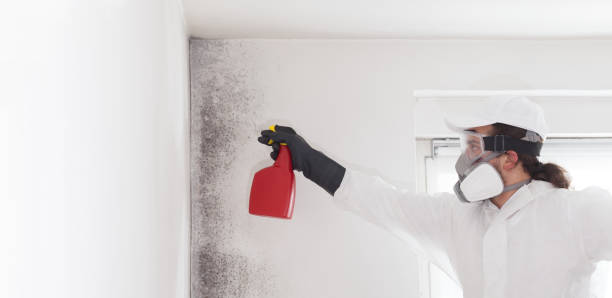 Reliable Tupelo, MS Mold Remediation Solutions