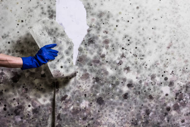 Best Mold Remediation for Schools in Tupelo, MS